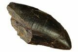 Serrated Tyrannosaur Tooth - Two Medicine Formation #165950-1